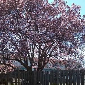 Meet your Posher, Jacqueline